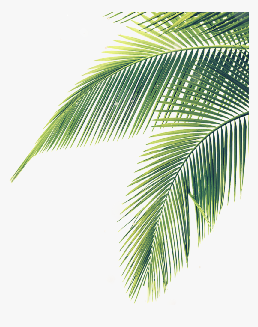 Transparent Palm Branches Clipart - Palm Tree Leaves Png, Png Download