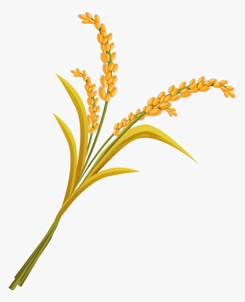 Wheat Png, Download Png Image With Transparent Background, - Clip Art, Png Download