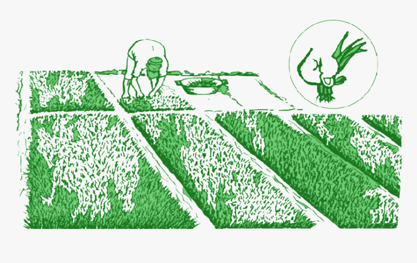 Planting Pull Seedlings - Crop, HD Png Download