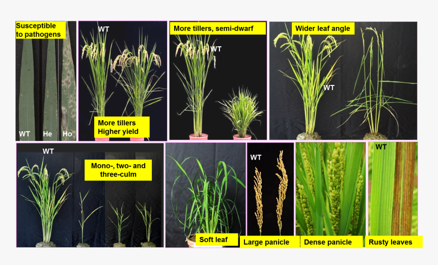 Fig14 - Hierochloe, HD Png Download