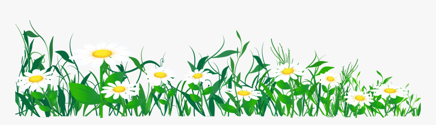 Meadow - Daisies Clipart Png, Transparent Png