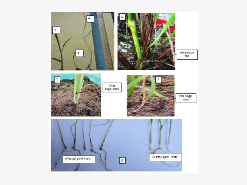 Different Types Of Symptoms Observed In Bakanae Infected - Pocosin, HD Png Download