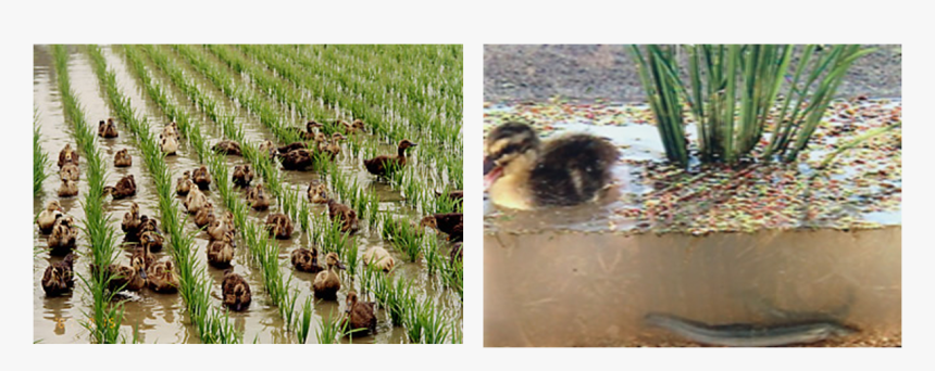 Dr Takahashi S Integrated Farming Methos, HD Png Download