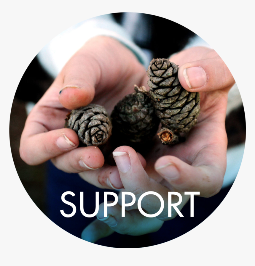 Support - Casuarina, HD Png Download