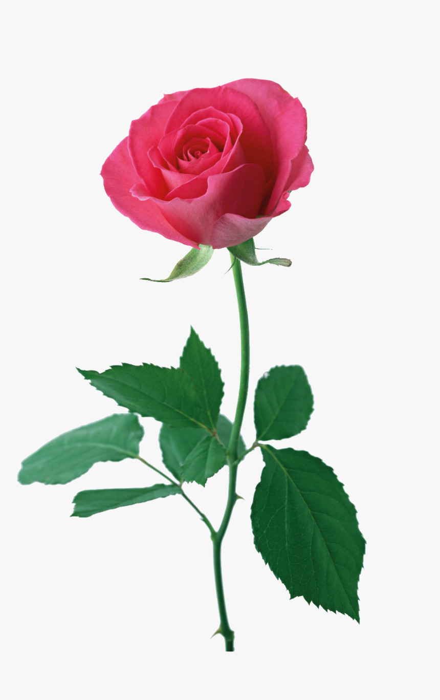 Rosa Roja Cartoon Png Transparente - Открытка Самой Лучшей Доченьке, Png Download