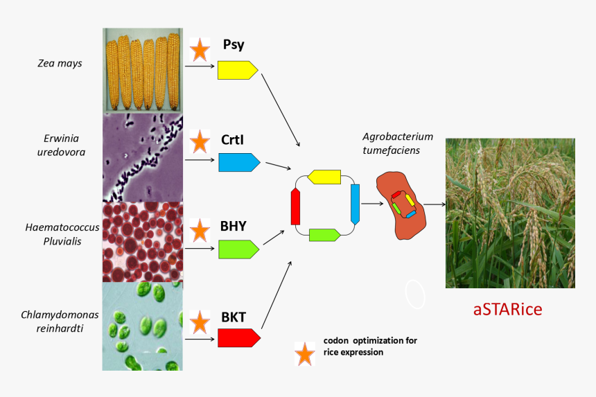 Pcr Golden Rice, HD Png Download