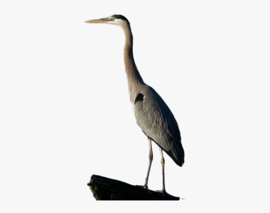 Great Blue Heron Full Size - Great Blue Heron Png, Transparent Png