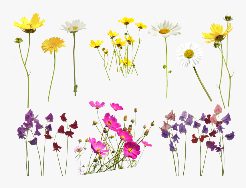 Meadow, HD Png Download