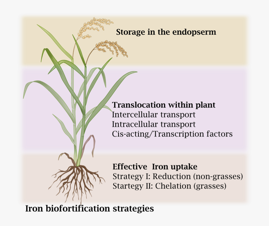 Iron Biofortification Of Rice, HD Png Download