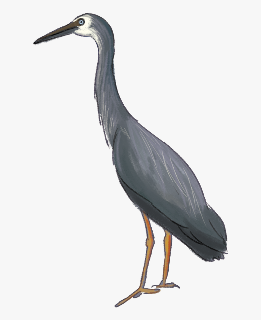 Heron Download Png Image - Birds Hd Image All, Transparent Png