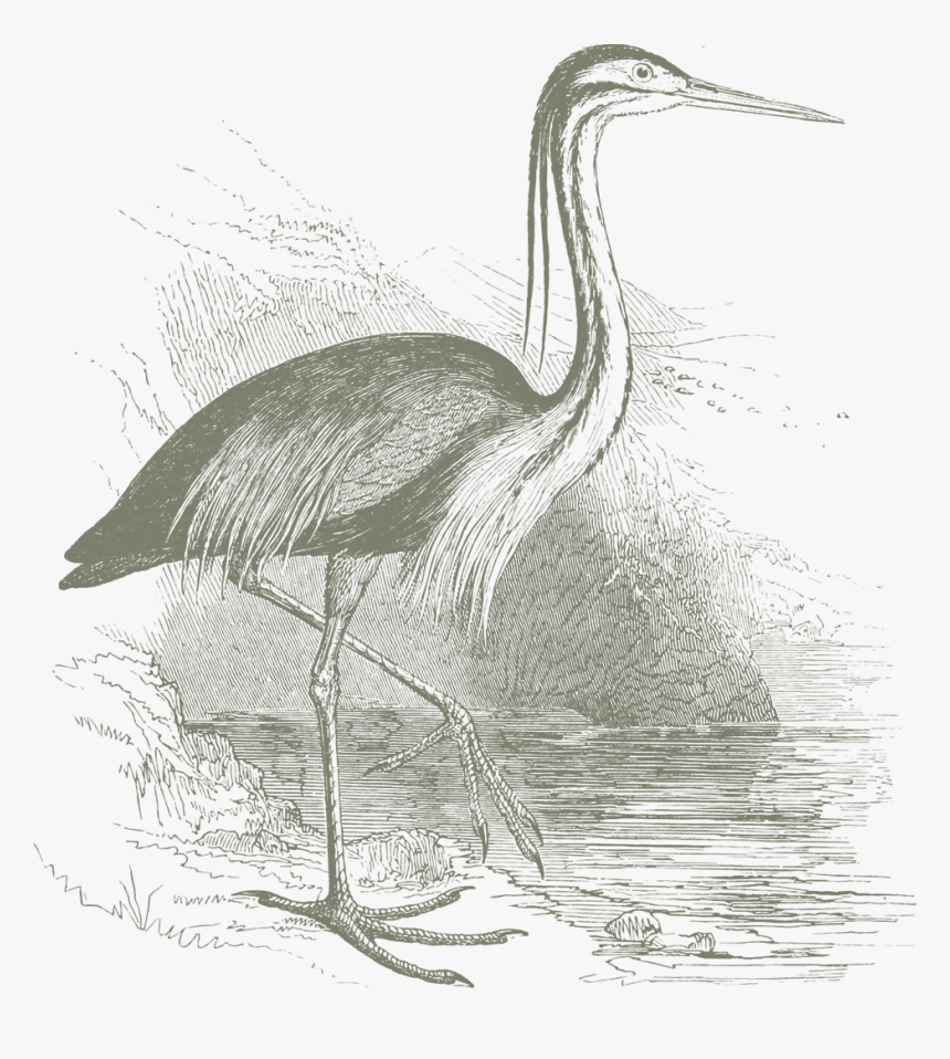 Transparent Crane Bird Png - Great Blue Heron, Png Download
