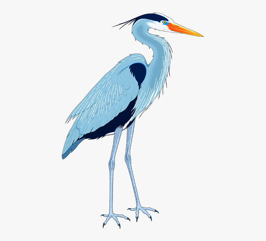Great Blue Heron Drawing Clip Art Blue Heron Clip Art Hd Png Download Transparent Png Image Pngitem