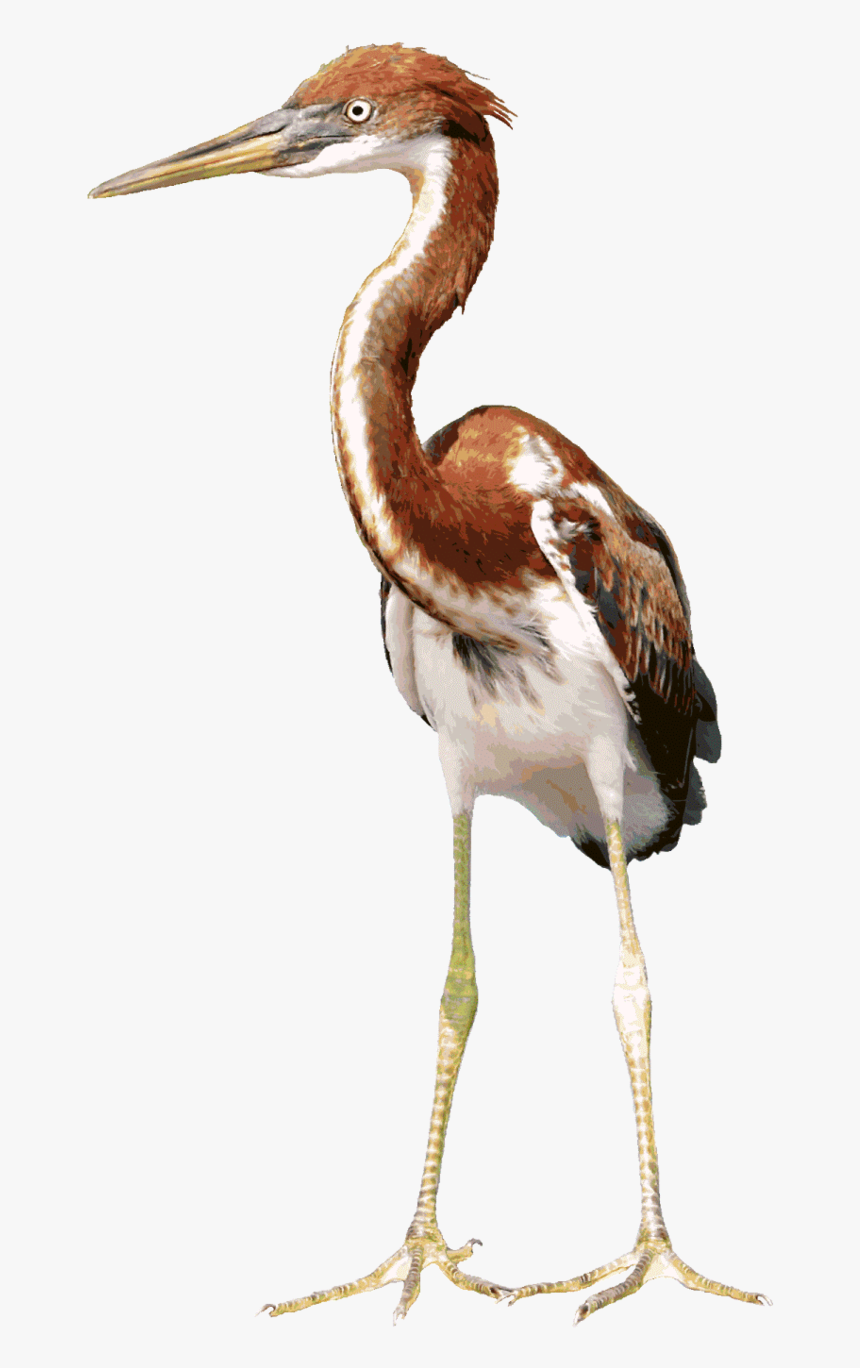 Gambar Kuntul Animasi, HD Png Download