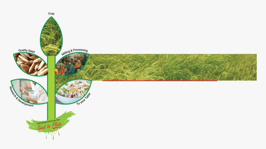 Bushfood, HD Png Download