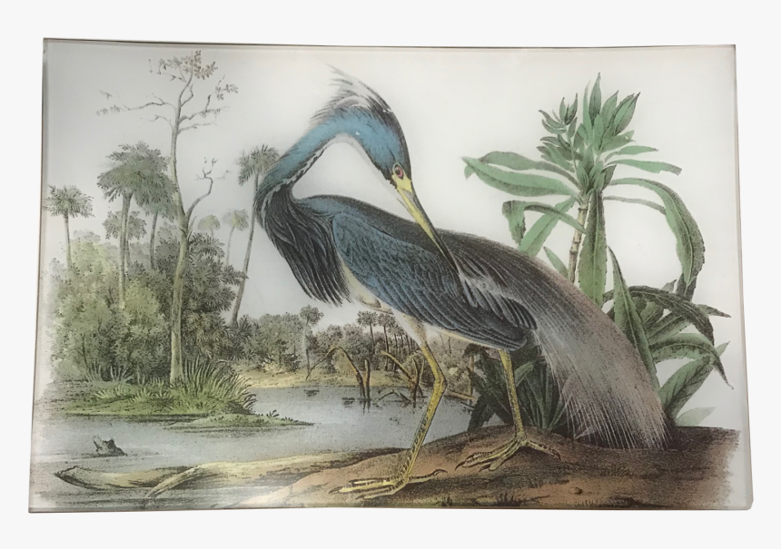 Audubon Louisiana Heron, HD Png Download