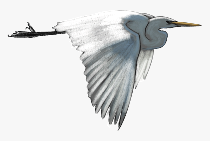 White-heron - Egret - Transparent White Heron, HD Png Download