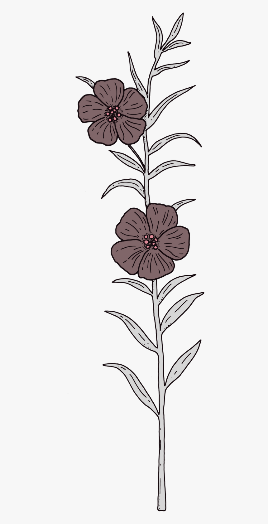 Png Decoracion, Transparent Png