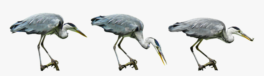 Nature Bird Heron Free Picture - Heron Bird Png, Transparent Png