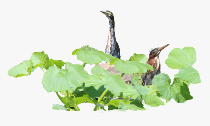 How Green Herons Hunt For Food - Seabird, HD Png Download