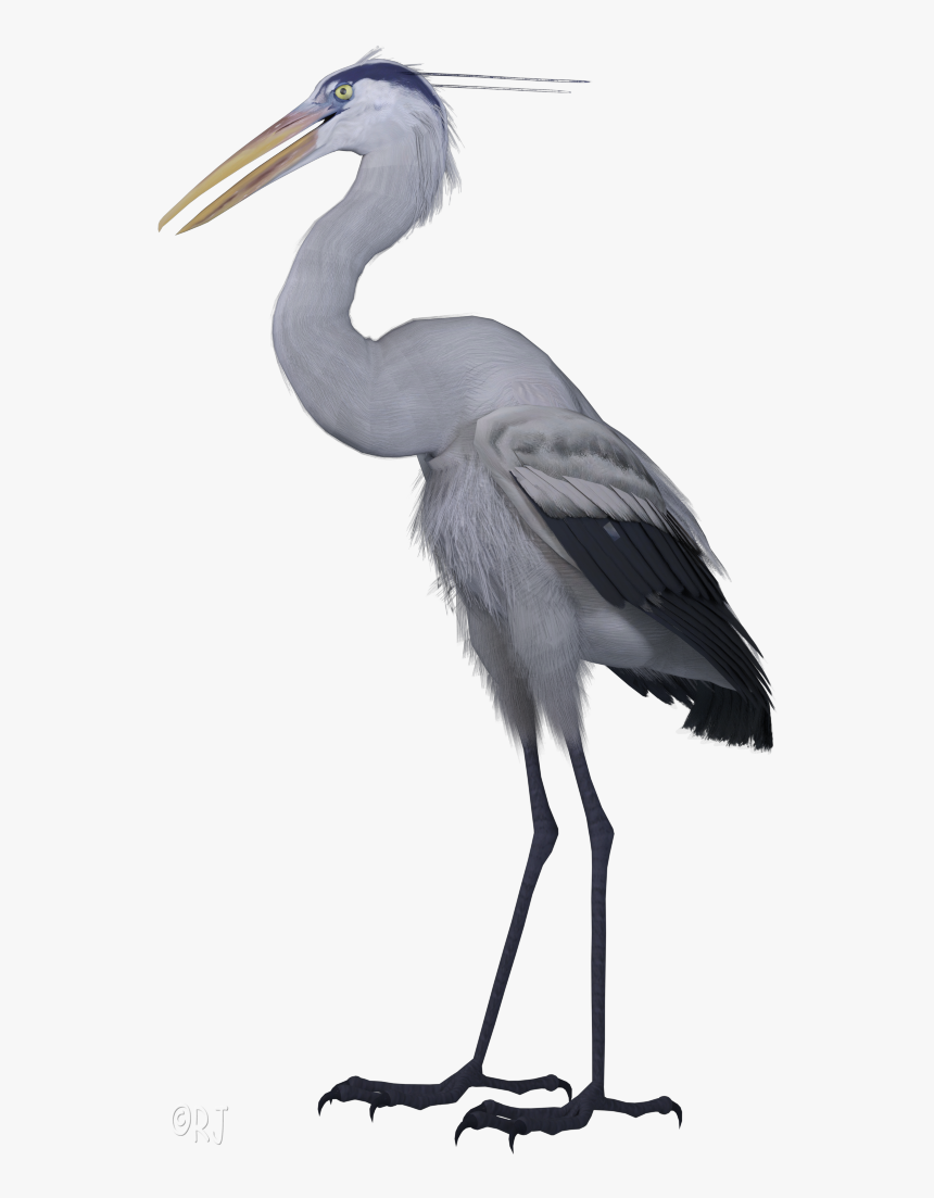 Great Blue Heron, HD Png Download