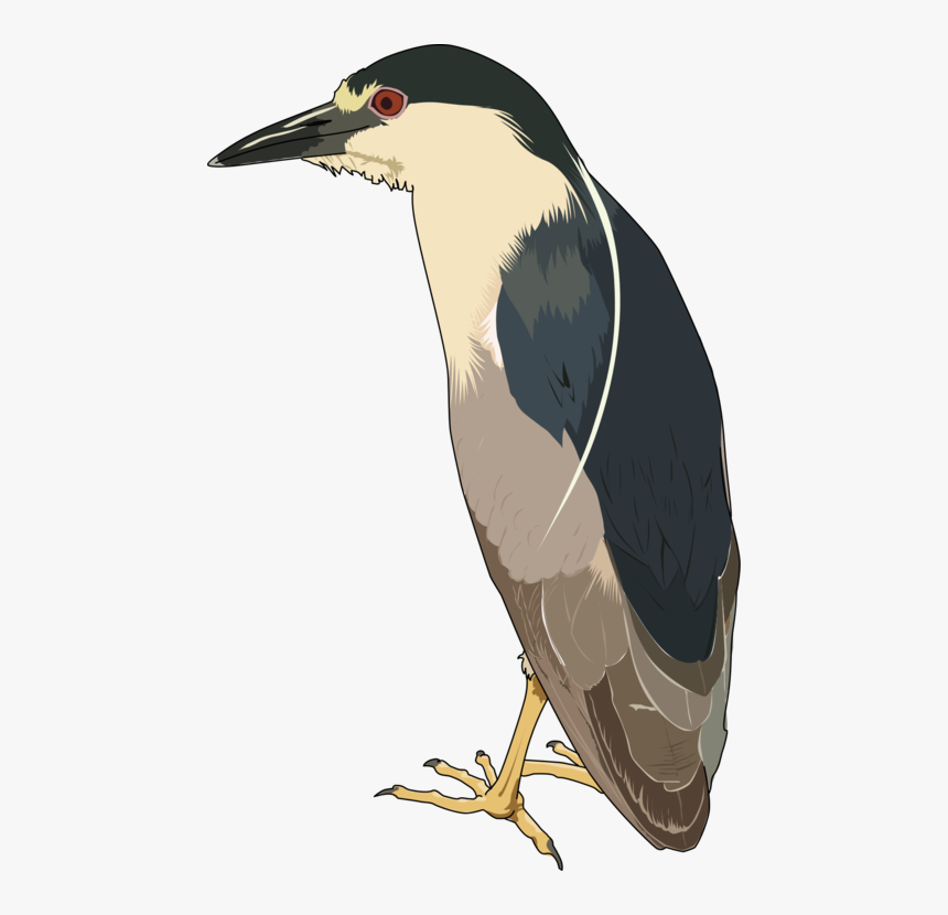 Transparent Heron Clipart - Black Crowned Night Heron Png, Png Download