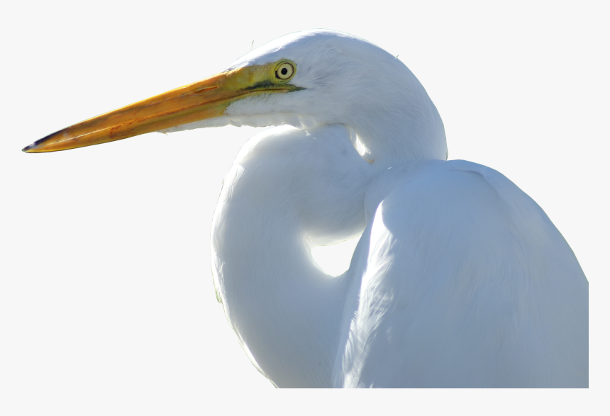 Crane Transparent Png Image - Great Egret, Png Download