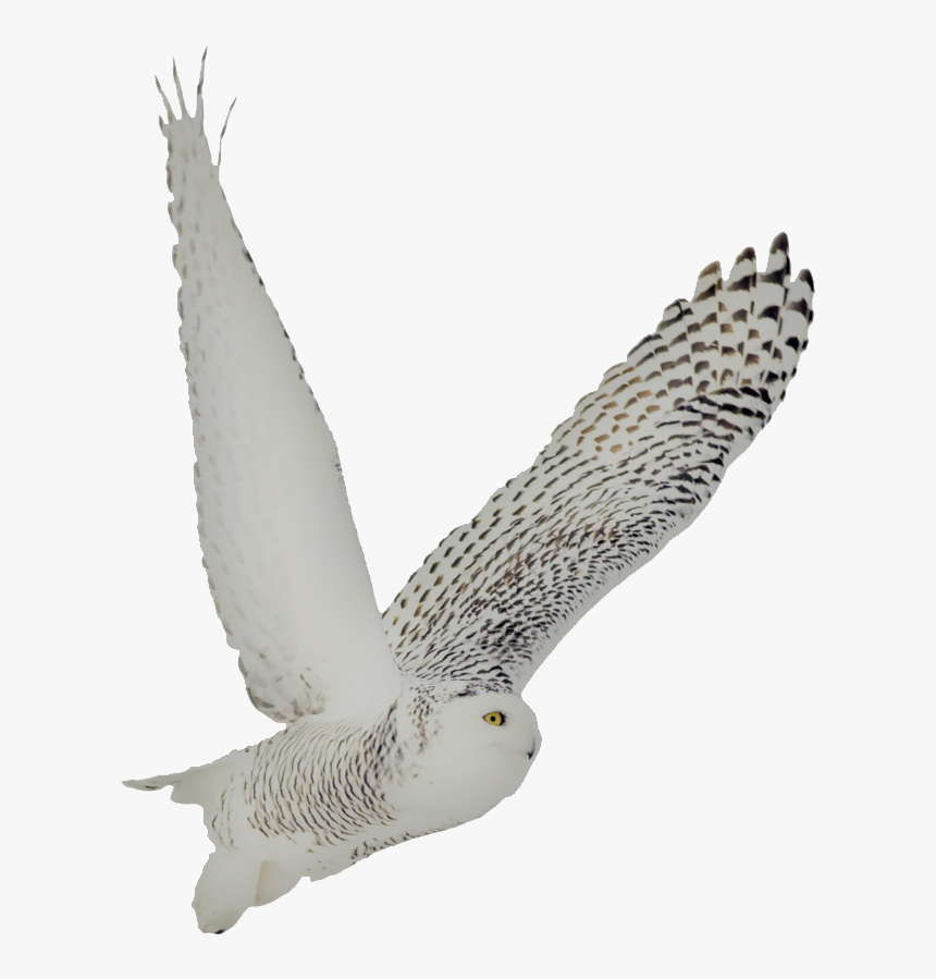 Snowy Owl Soto Side - Snowy Owl Transparent Background, HD Png Download