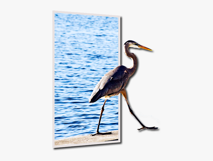 Seabird, HD Png Download