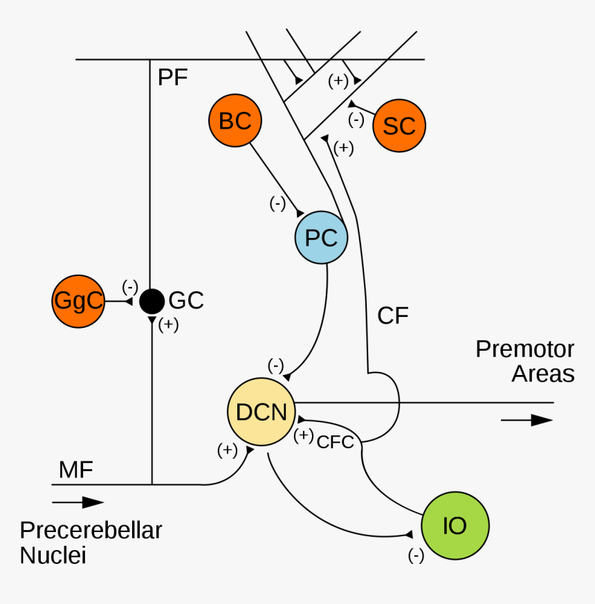 Climbing Fibers Cerebellum, HD Png Download