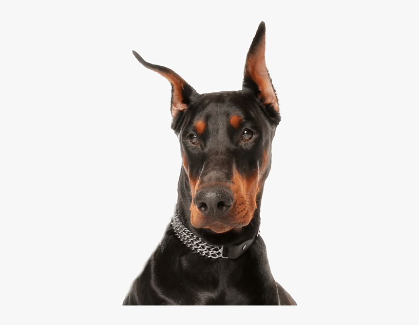 Doberman Png, Transparent Png