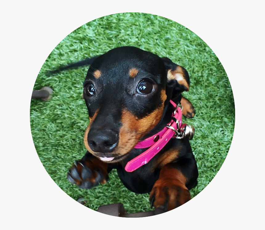 Dachshund, HD Png Download