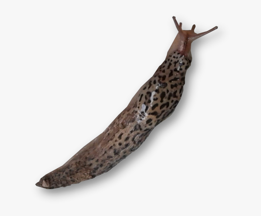 Slug Png - Слизняк Пнг, Transparent Png