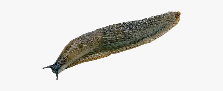 Slug Png - Slugs Png, Transparent Png