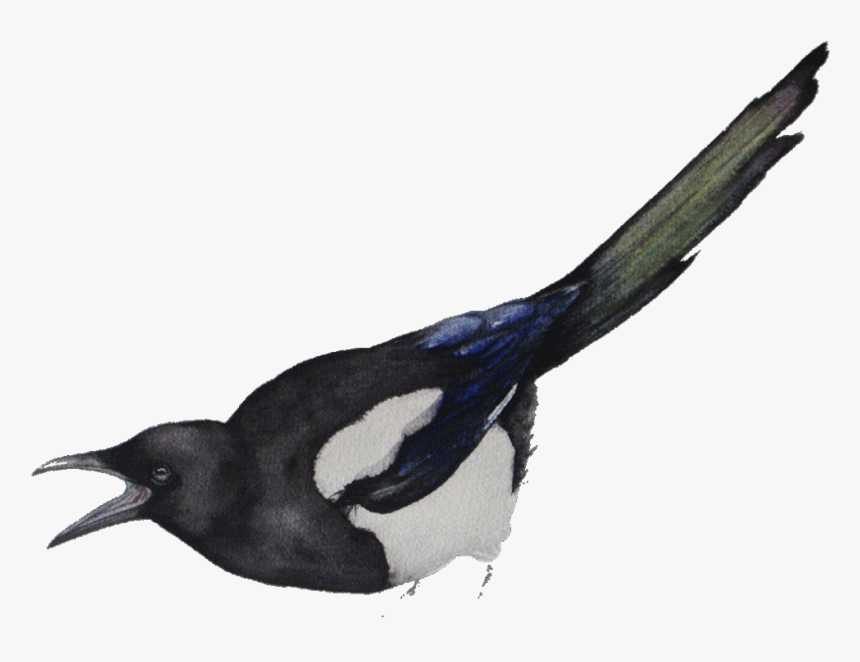 Free International Shipping To All Over The World - Eurasian Magpie, HD Png Download