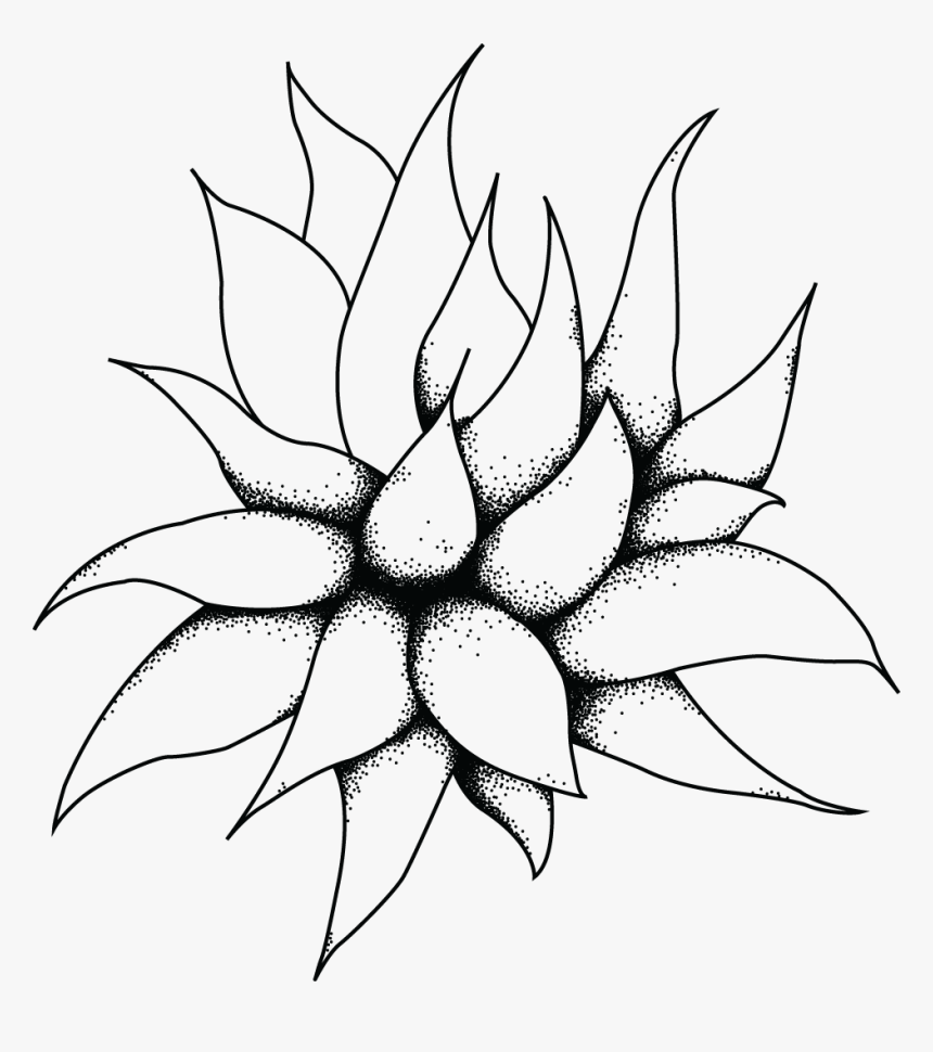 Large Succ - Black And White Succulents Png, Transparent Png
