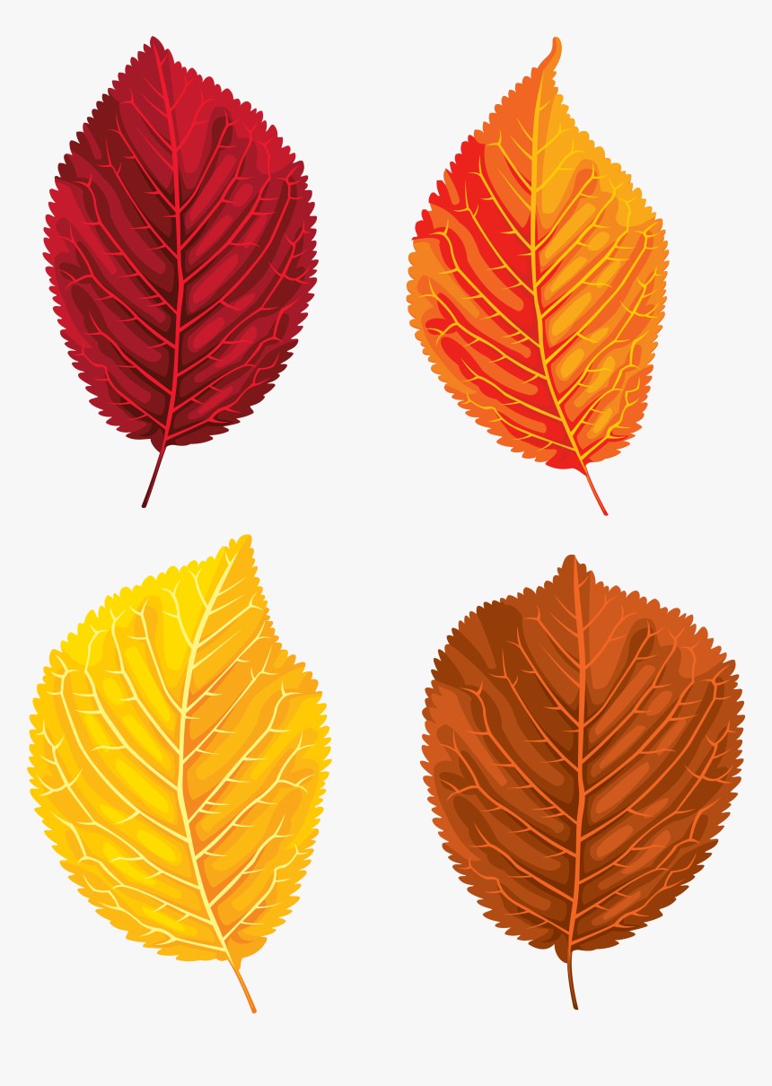 Clipart Leaf Yellow Birch - Portable Network Graphics, HD Png Download