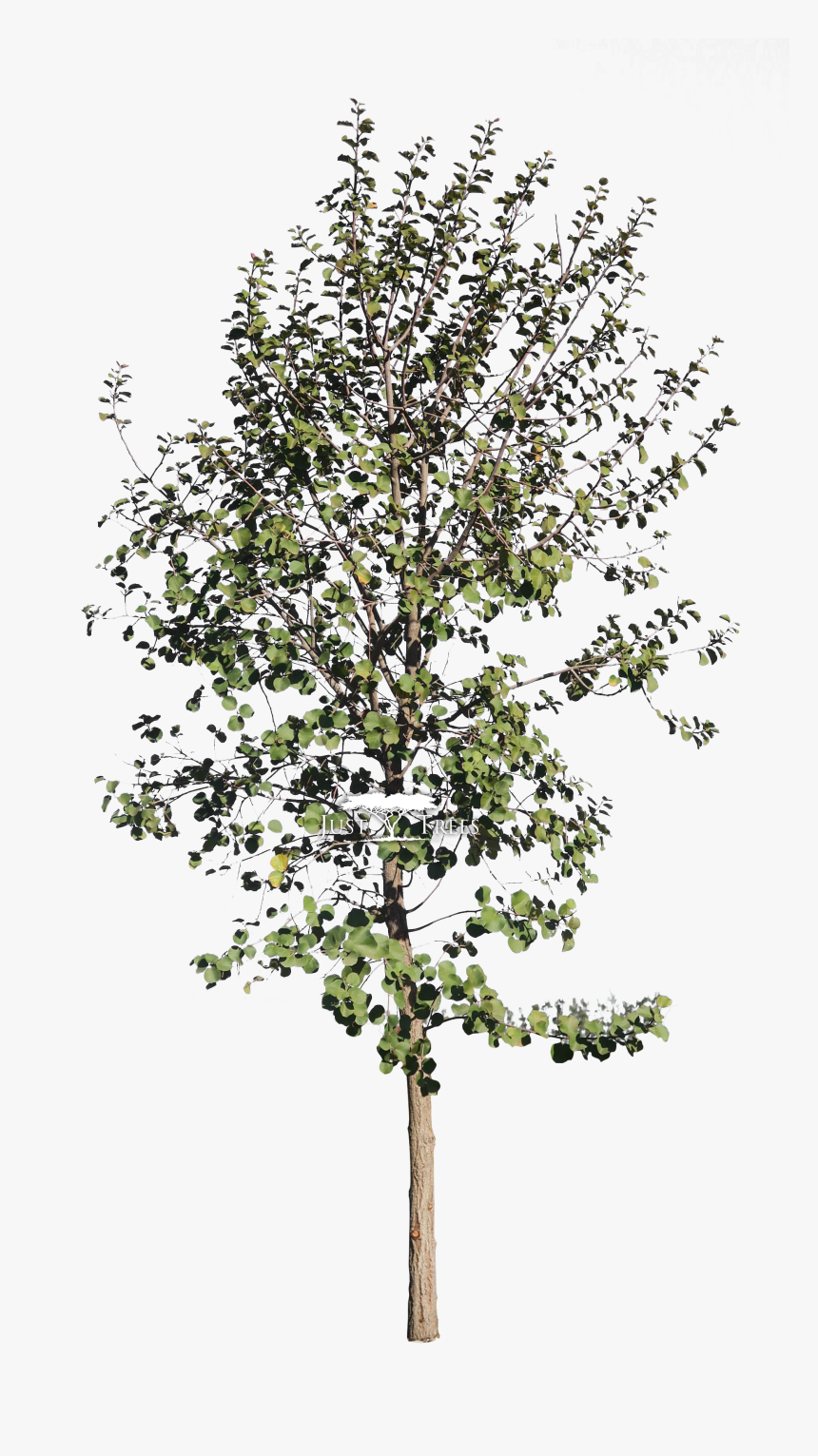 Birch , Png Download - Pear, Transparent Png