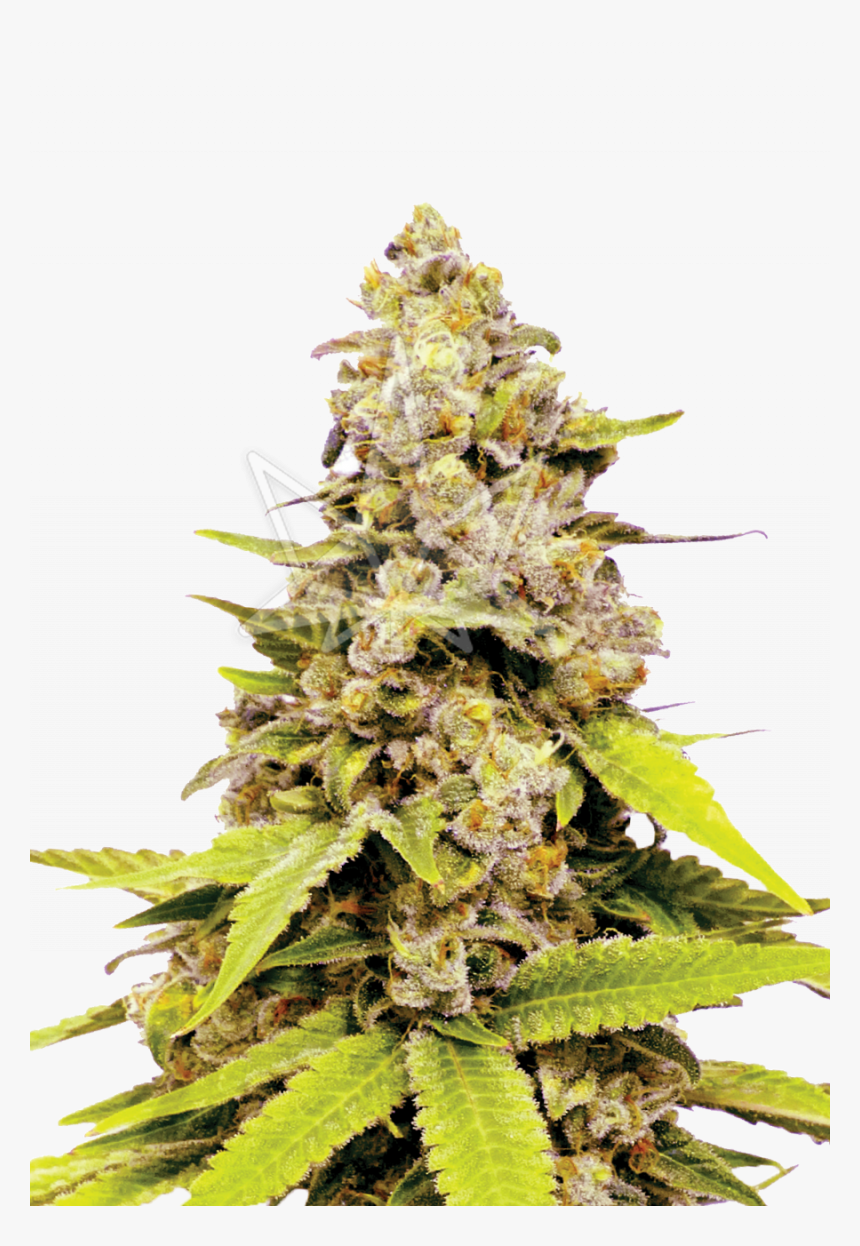 Bubble Gum Feminized Seeds, HD Png Download