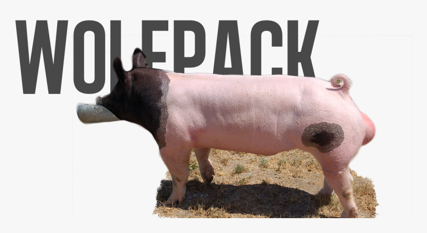 Domestic Pig, HD Png Download