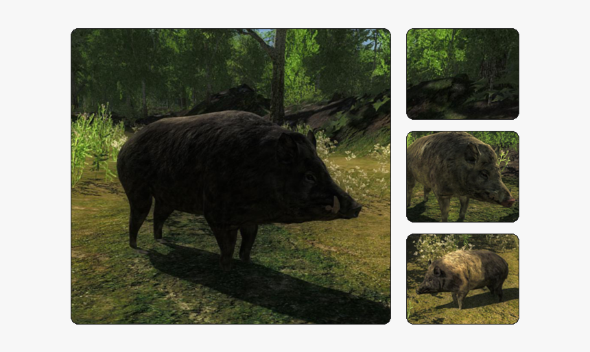 Boar, HD Png Download