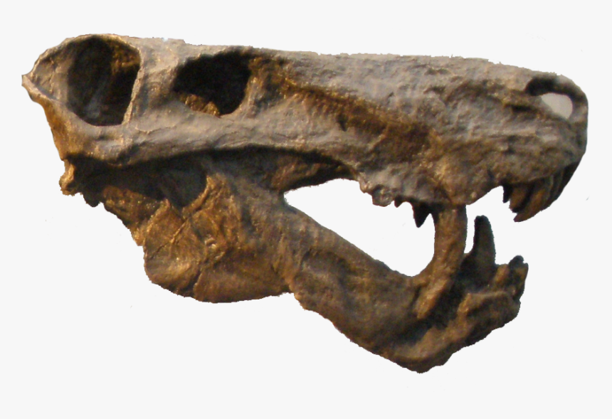 Inostrancevia Alexandri, HD Png Download