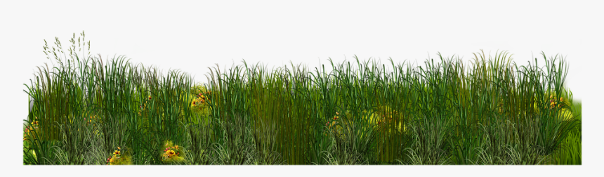 Sweet Grass, HD Png Download
