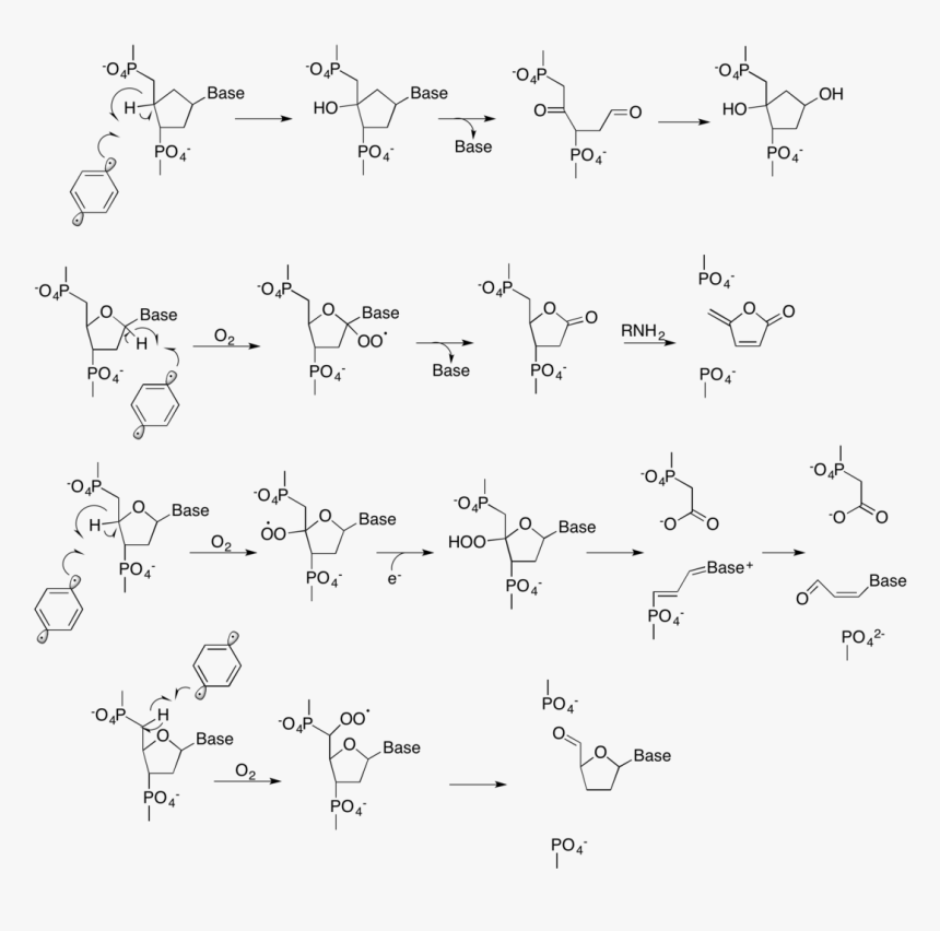 Radical Reaction With Dna, HD Png Download