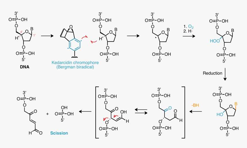Dna Damage Mechanism - Free Radical Induced Damage To Dna Mechanism, HD Png Download