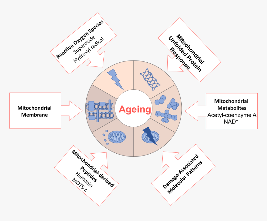File - Ageingdw001 - Theory Of Aging Mechanism, HD Png Download