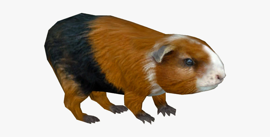 Guinea Pig Png - Guineapig Clipart Transparent Background, Png Download