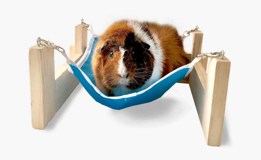 Hammock With Stand - Guinea Pig, HD Png Download