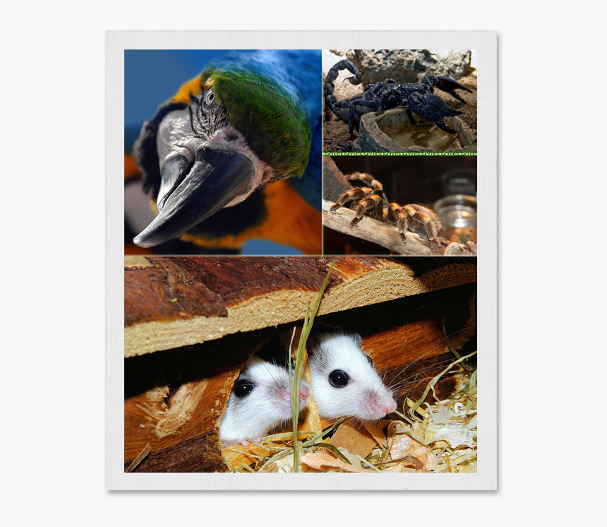 Scorpion And Tarantual 20151 Copy - Small Mammals And Birds, HD Png Download
