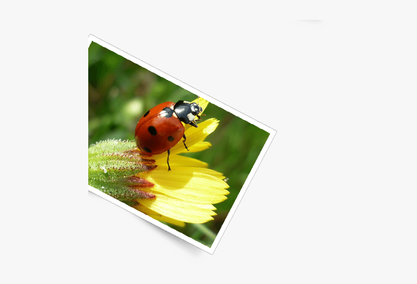 Serra Da Estrela Foto - Ladybug, HD Png Download