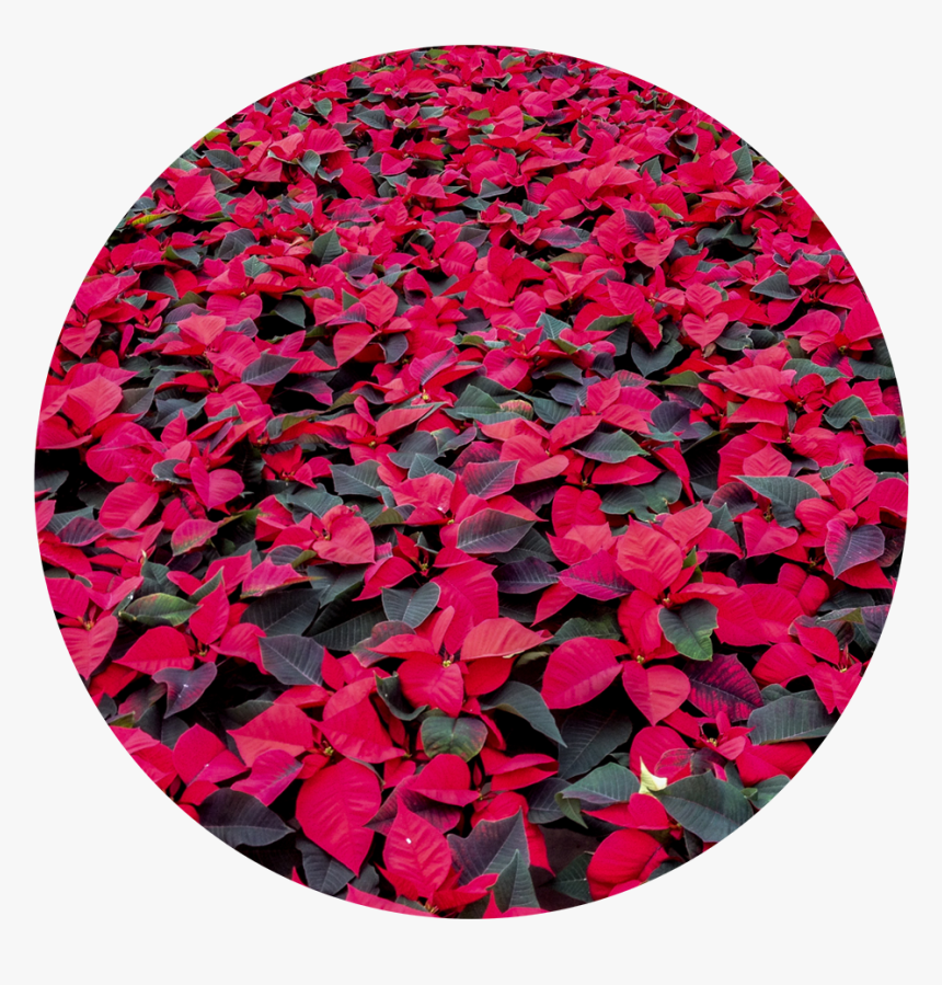 Wintercircle - Impatiens, HD Png Download